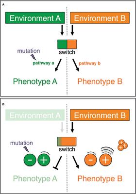 Frontiers | Bridging Tumorigenesis And Therapy Resistance With A Non ...